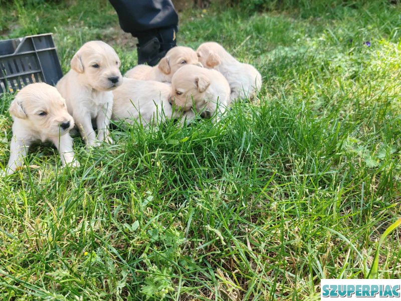 Fajtatiszta Golden Retriever jellegű kiskutyák