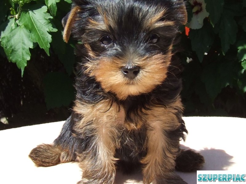 Yorkshire terrier kölykök eladók