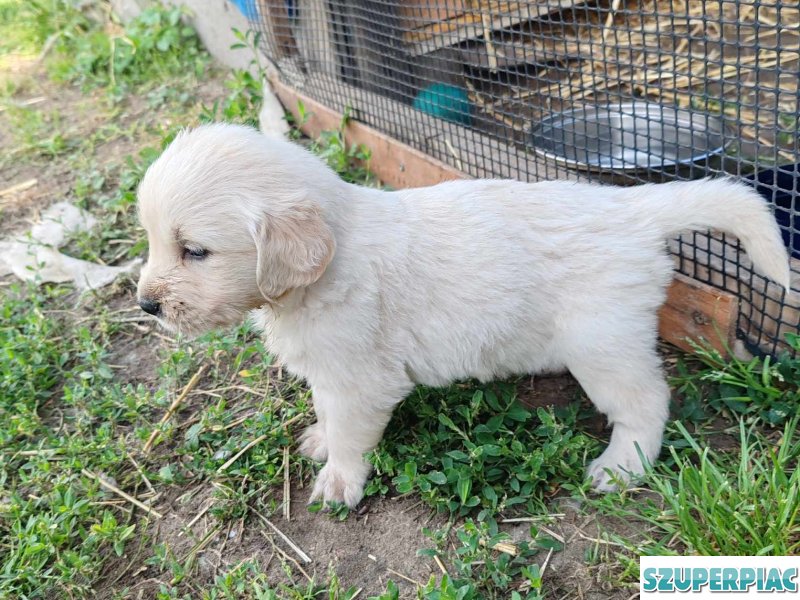 Fajtatiszta Golden Retriever jellegű kiskutyák