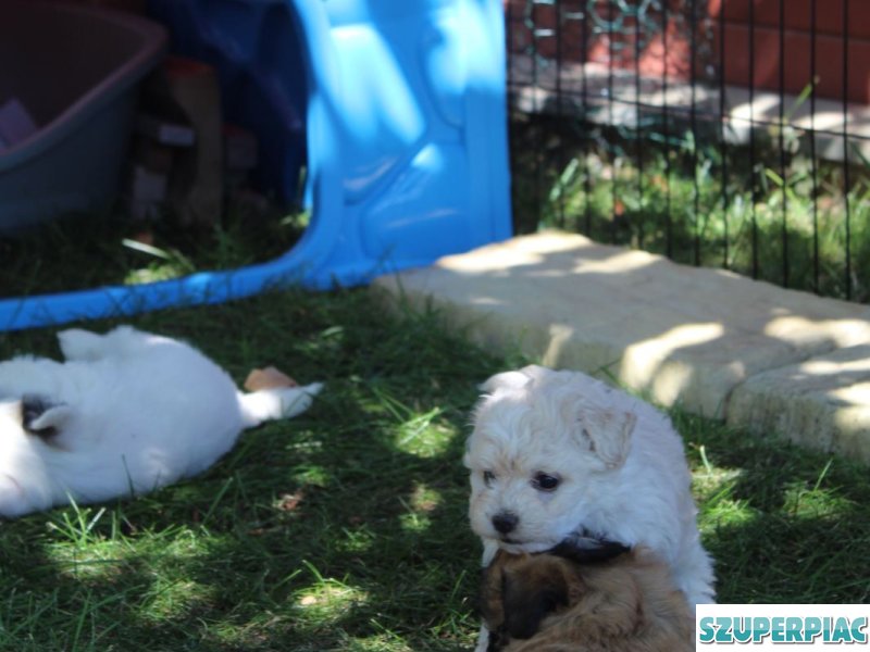 Bichon Havanese