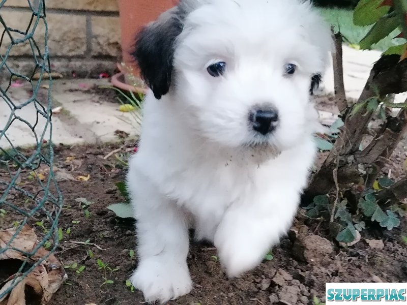 Bichon Havanese