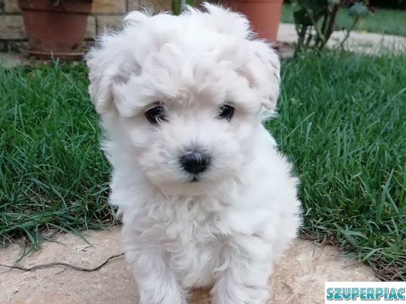 Bichon Havanese