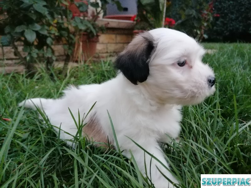 Bichon Havanese