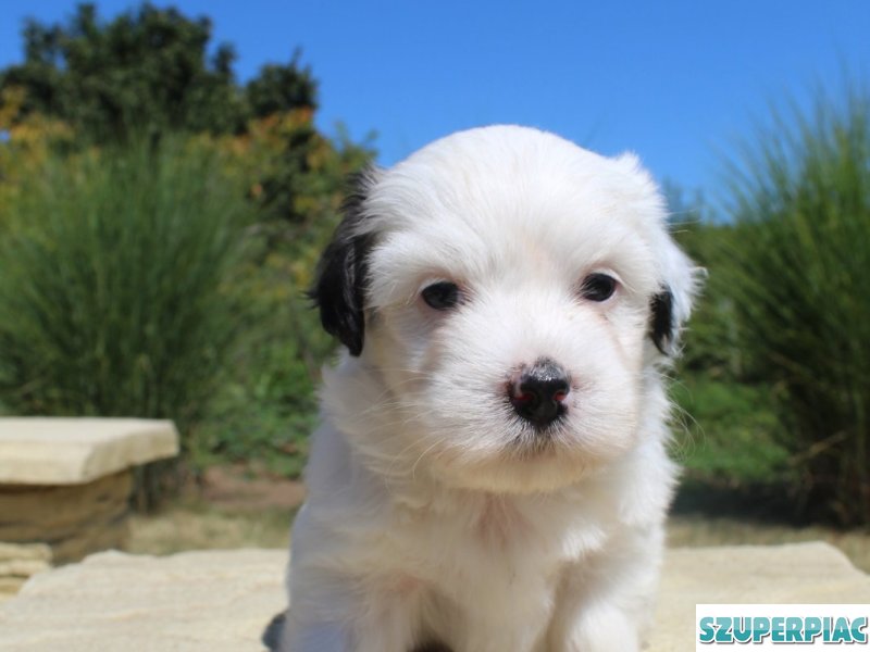 Bichon Havanese