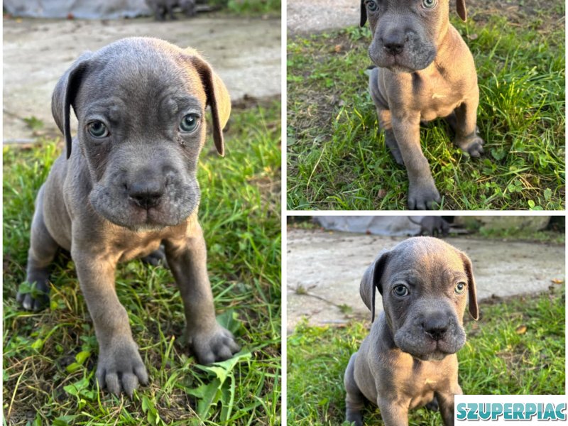 Cane Corso