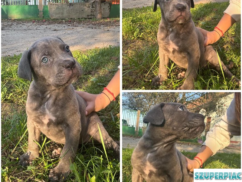 Cane Corso