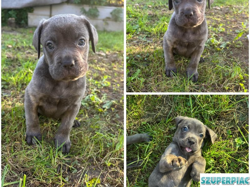 Cane Corso