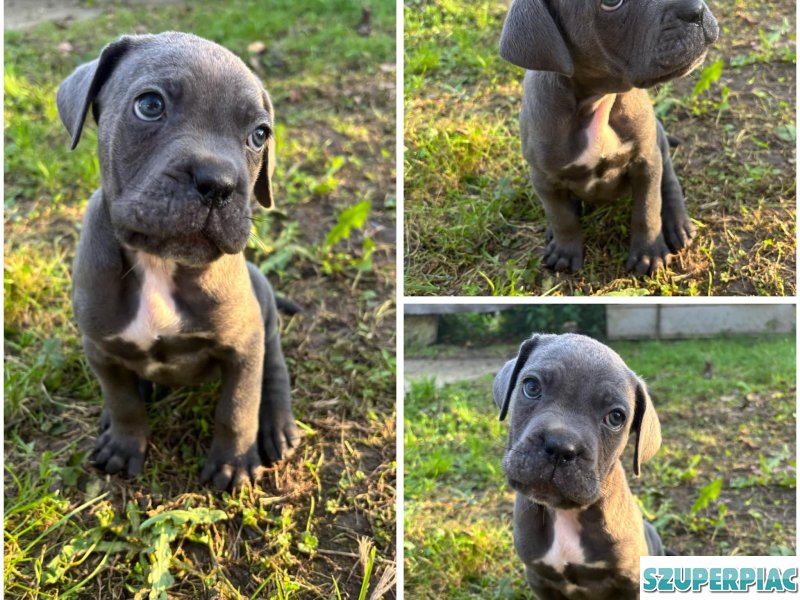 Cane Corso