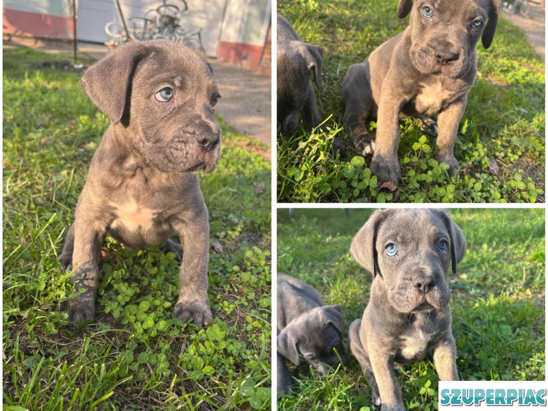 Cane Corso