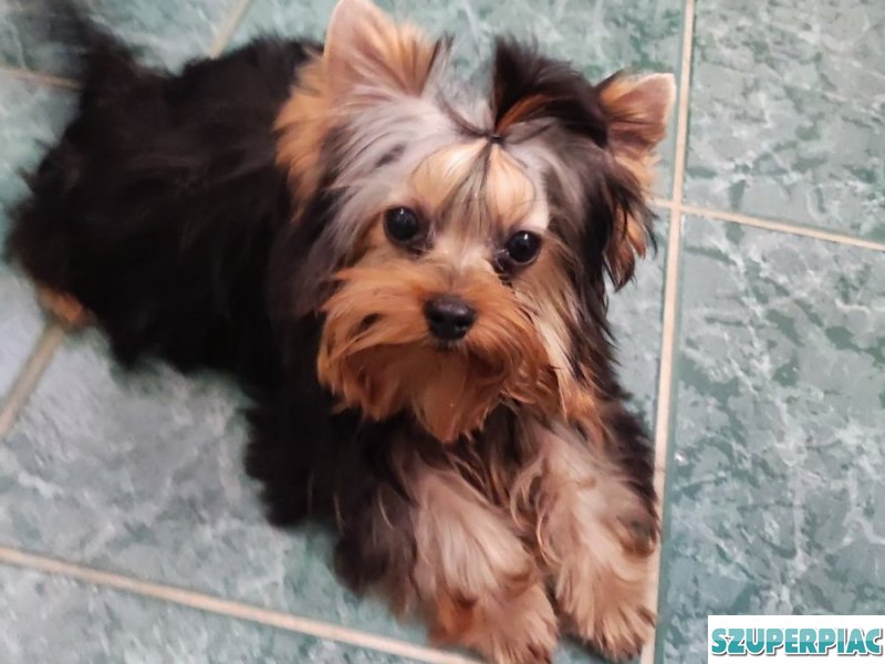 Yorkshire Terrier