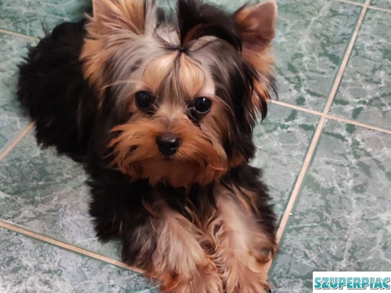 Yorkshire Terrier