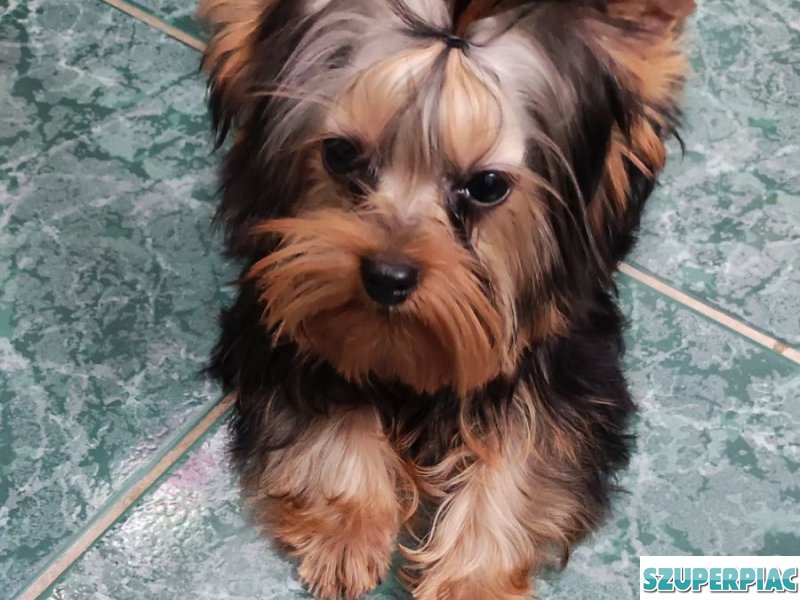 Yorkshire Terrier