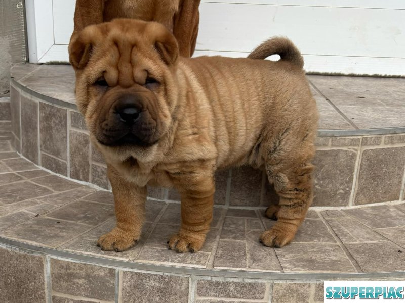 sharpei