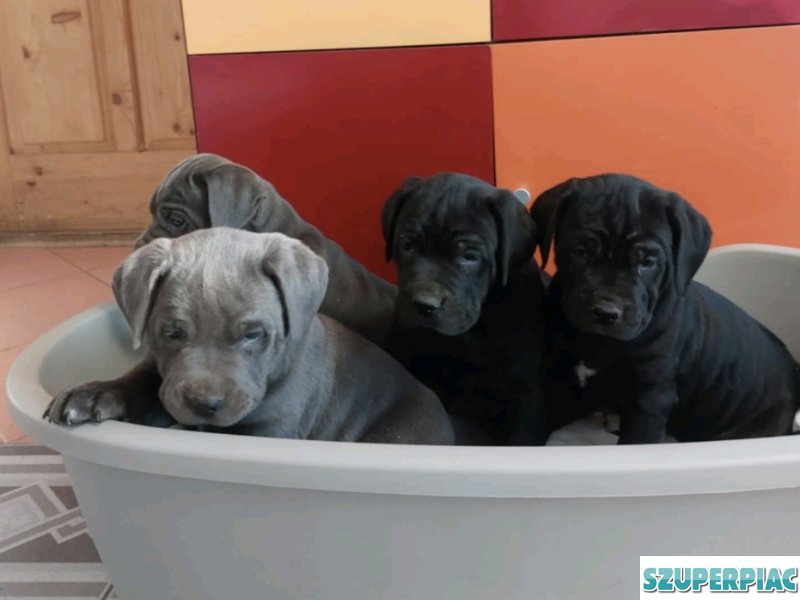 Cane corso kölykök kék és fekete fiúk lányok vegyesen