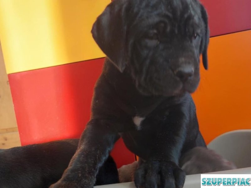 Cane corso kölykök kék és fekete fiúk lányok vegyesen