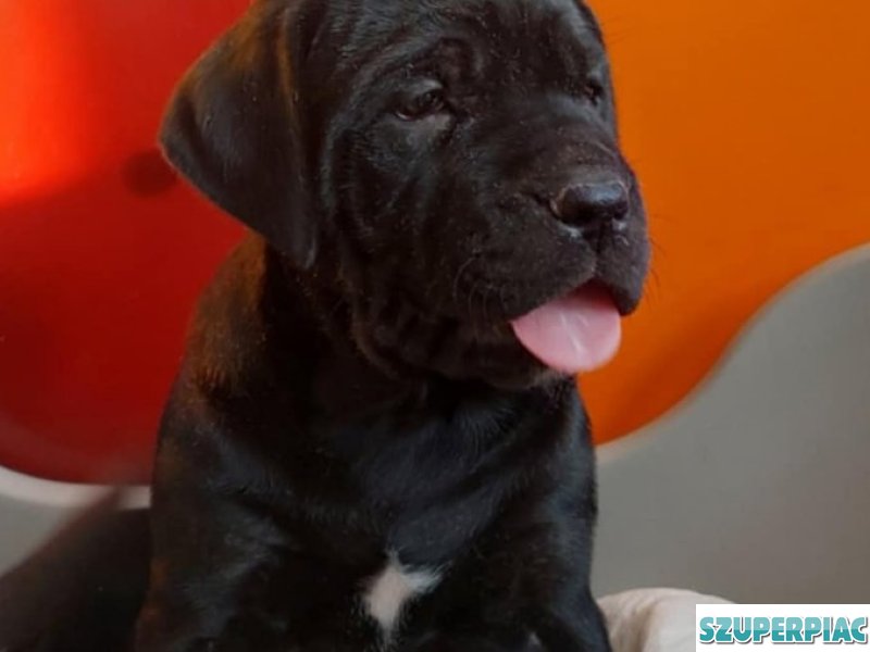 Cane corso kölykök kék és fekete fiúk lányok vegyesen