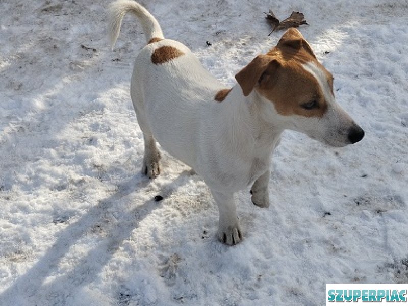 Jack Russel terrier