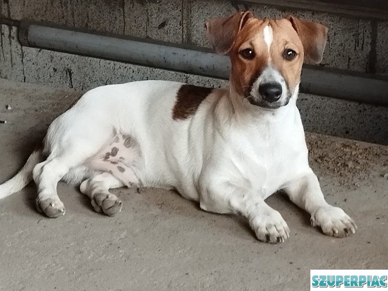 Jack Russel terrier