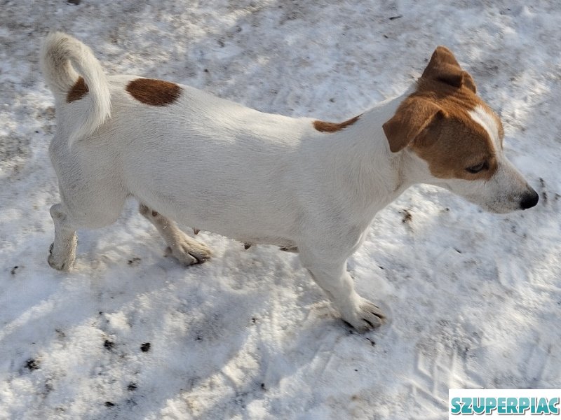 Jack Russel terrier