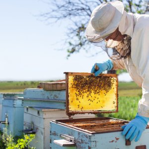 Méhész képzés