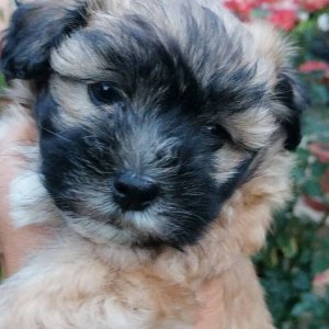 Bichon Havanese