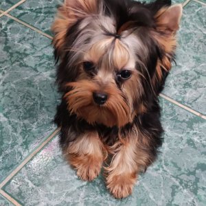 Yorkshire Terrier