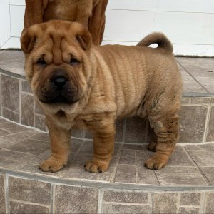 sharpei