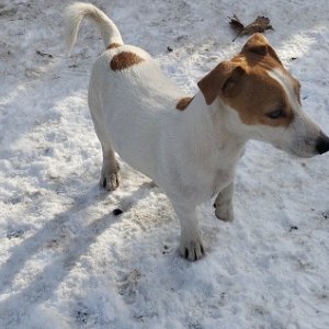 Jack Russel terrier