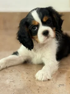 Cavalier King Charles spániel kölyök