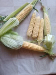 főzni való csemegekukorica