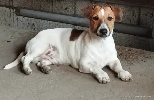 Jack Russel Terrier
