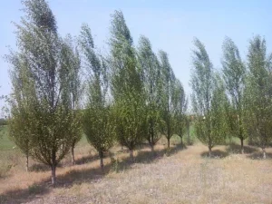 Oszlopos Kinai nyarfa csemet