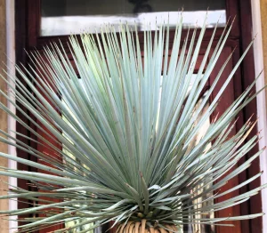 Yucca rostrata